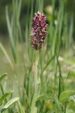 Anacamptis coriophora. Верхушка цветущего растения. Крым, Севастополь, Ай-Петринская яйла, луговина. 07.06.2025.