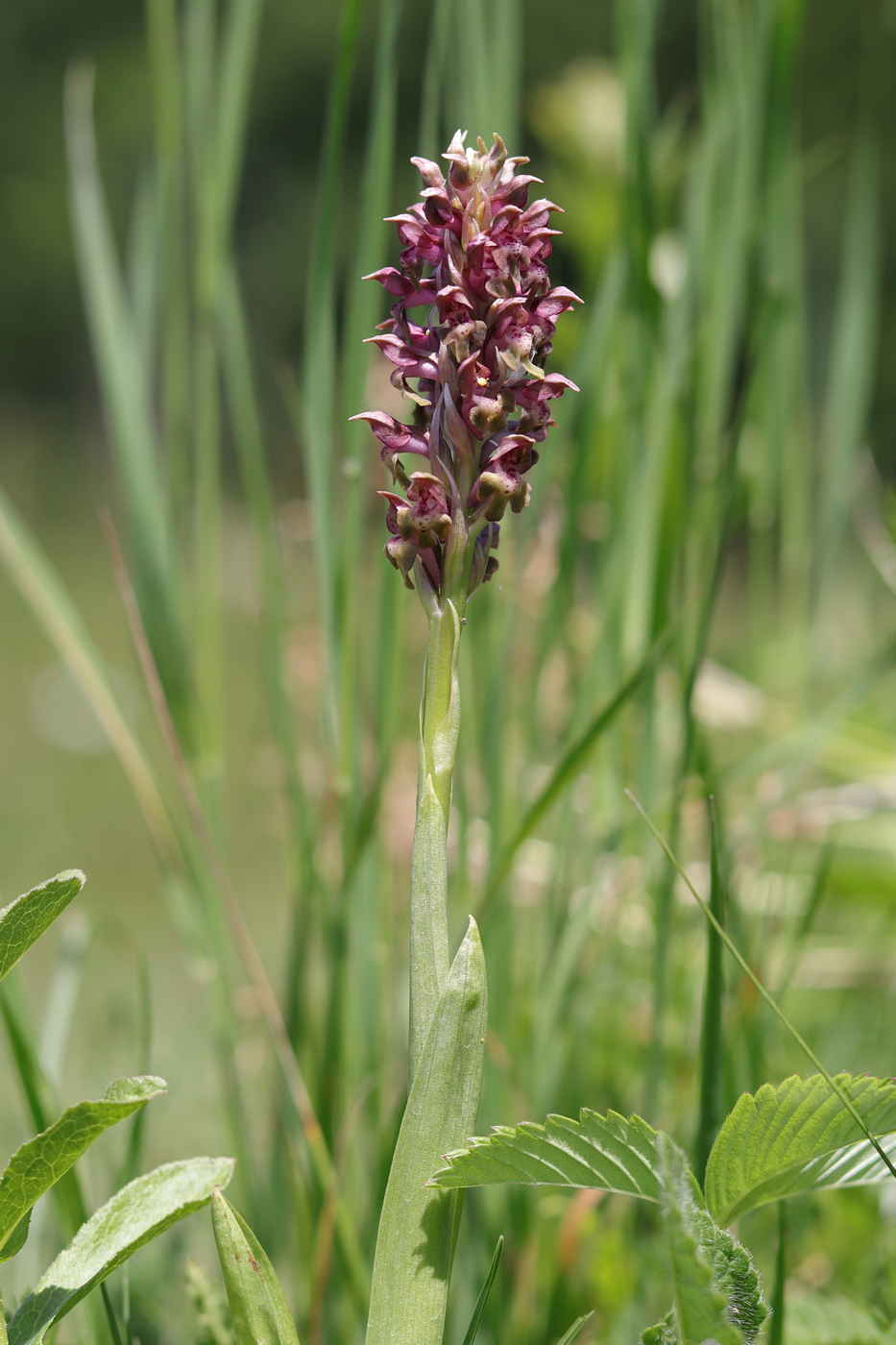 Image of Anacamptis coriophora specimen.