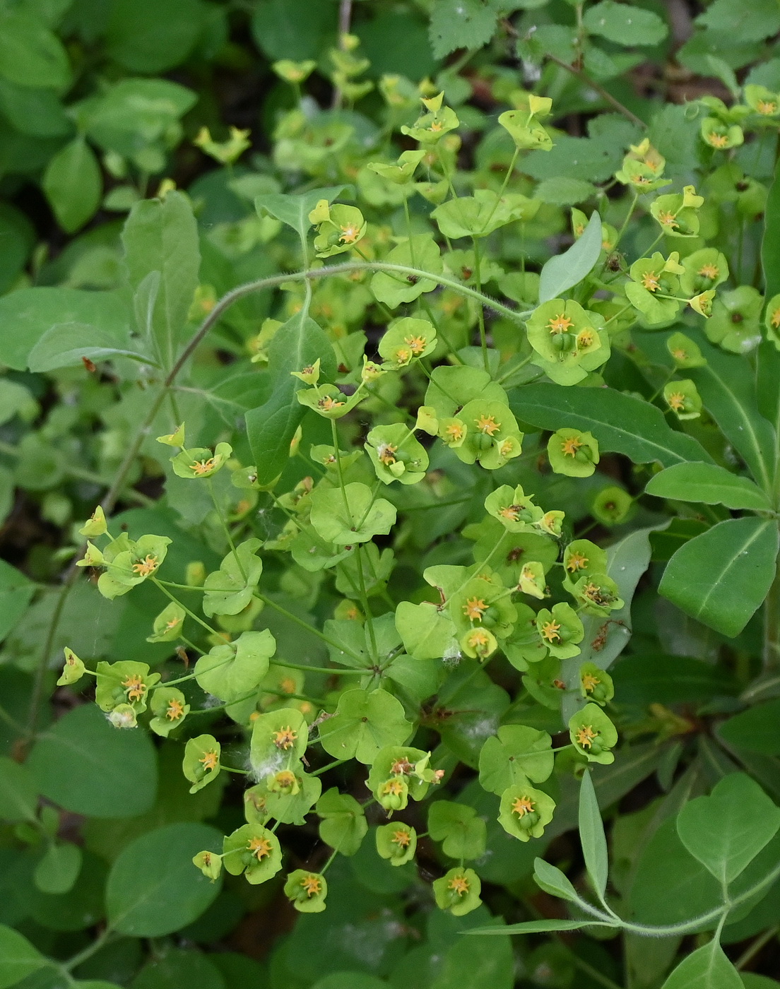 Изображение особи Euphorbia amygdaloides.