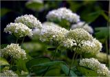 Hydrangea arborescens. Верхушки побегов с соцветиями. Московская обл., Раменский р-н, окр. дер. Хрипань, садовый участок. 23.06.2025.