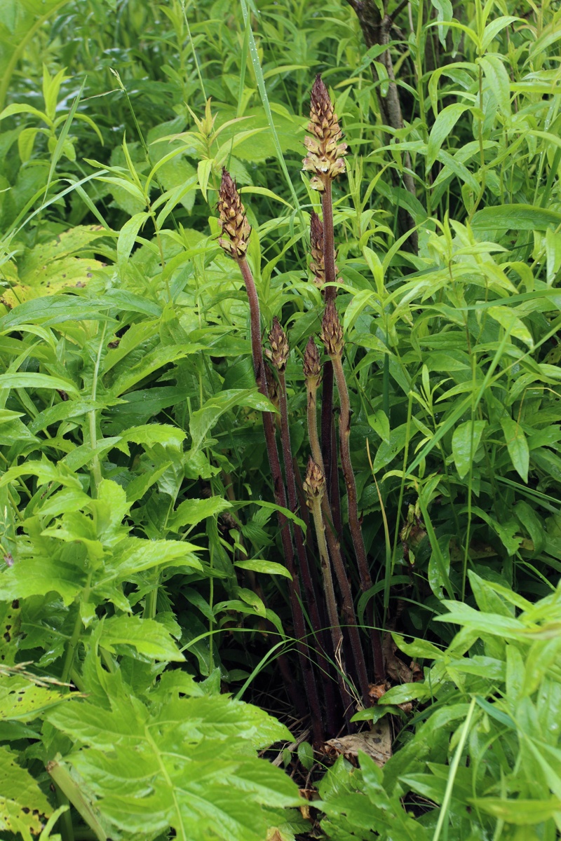 Image of Orobanche pallidiflora specimen.