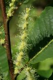 Castanea sativa