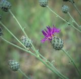 Centaurea scabiosa