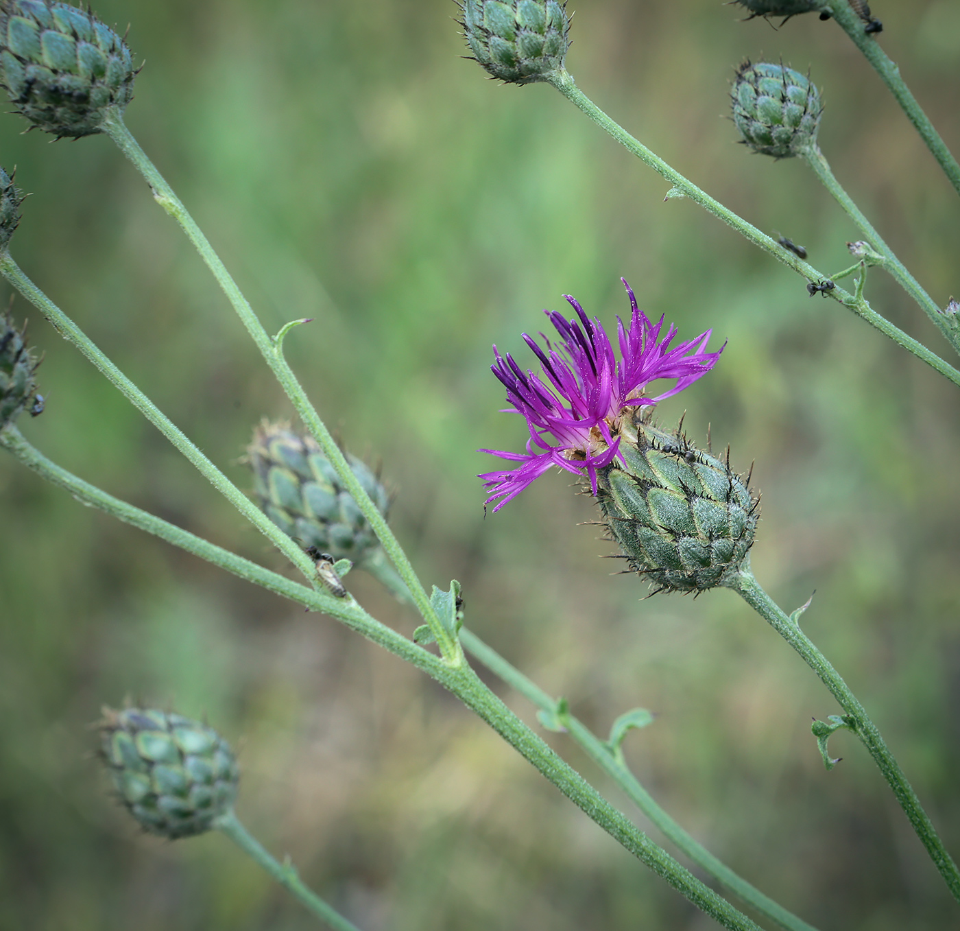 Image of Centaurea scabiosa specimen.