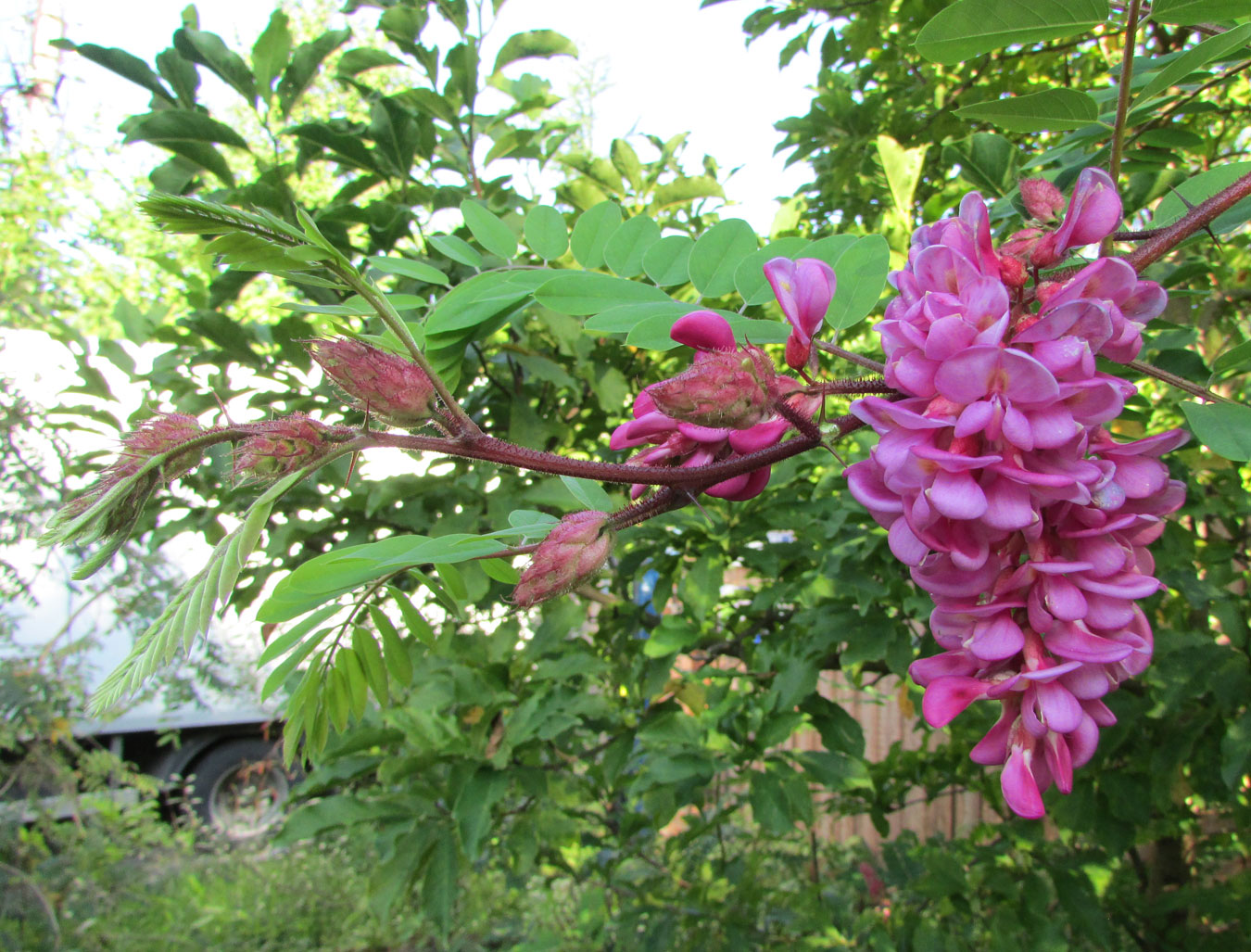 Image of Robinia &times; margaretta specimen.
