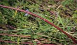 Astragalus falcatus