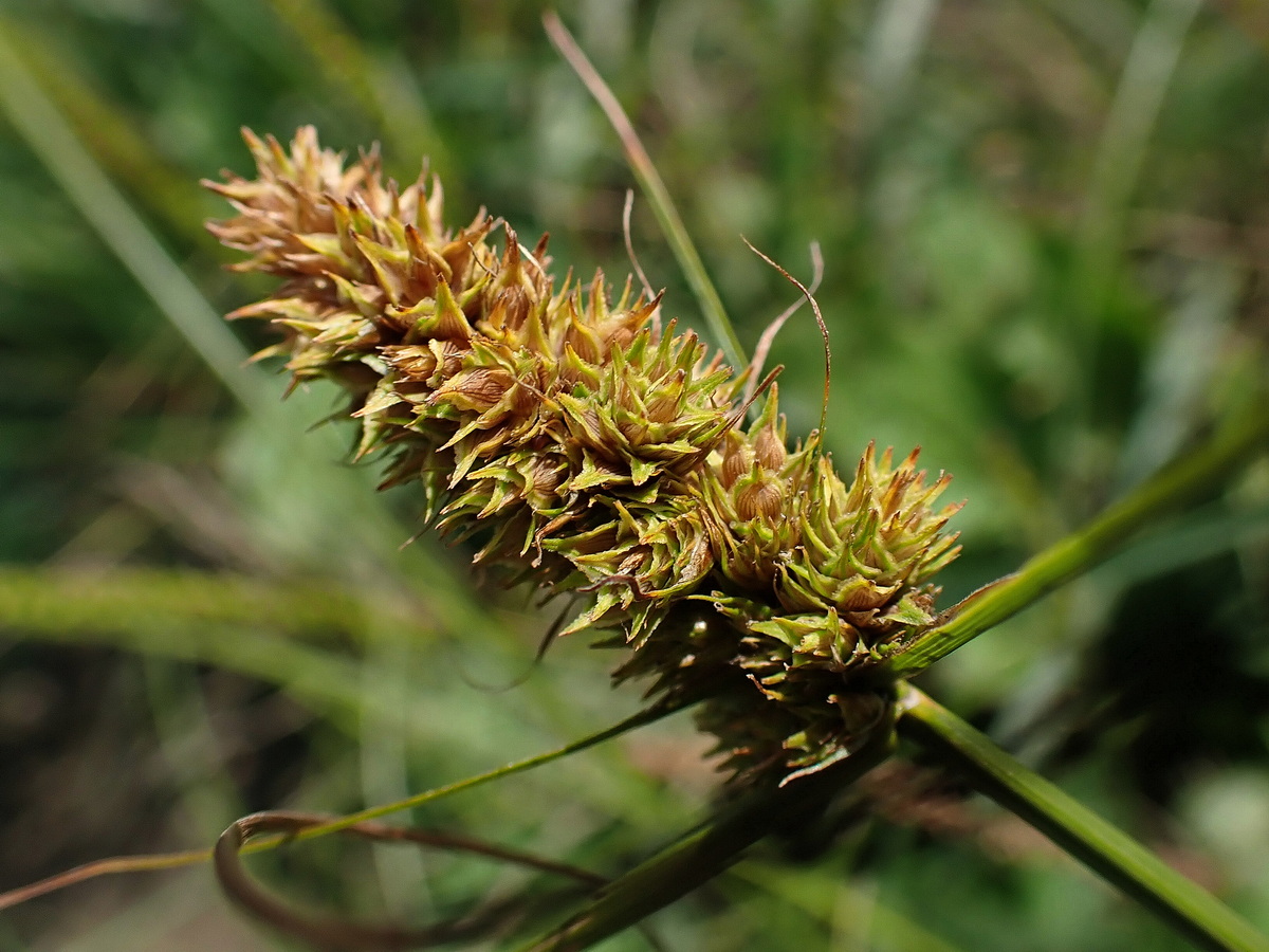Изображение особи Carex neurocarpa.