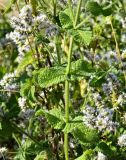 род Mentha. Часть побега цветущего растения. Испания, Галисия, пров. Понтеведра, г. Кангас, рудеральное. Июль.