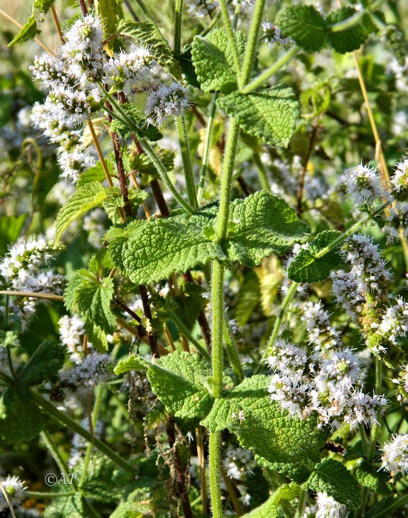 Изображение особи род Mentha.