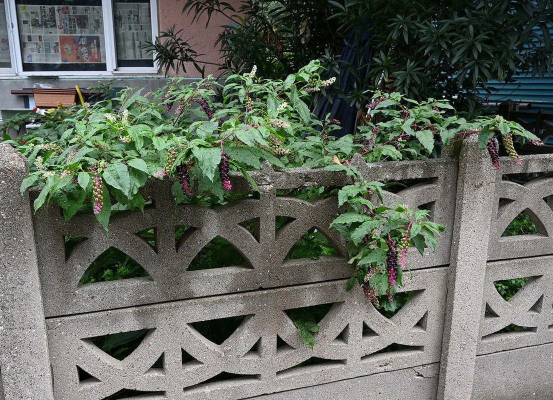 Image of Phytolacca americana specimen.