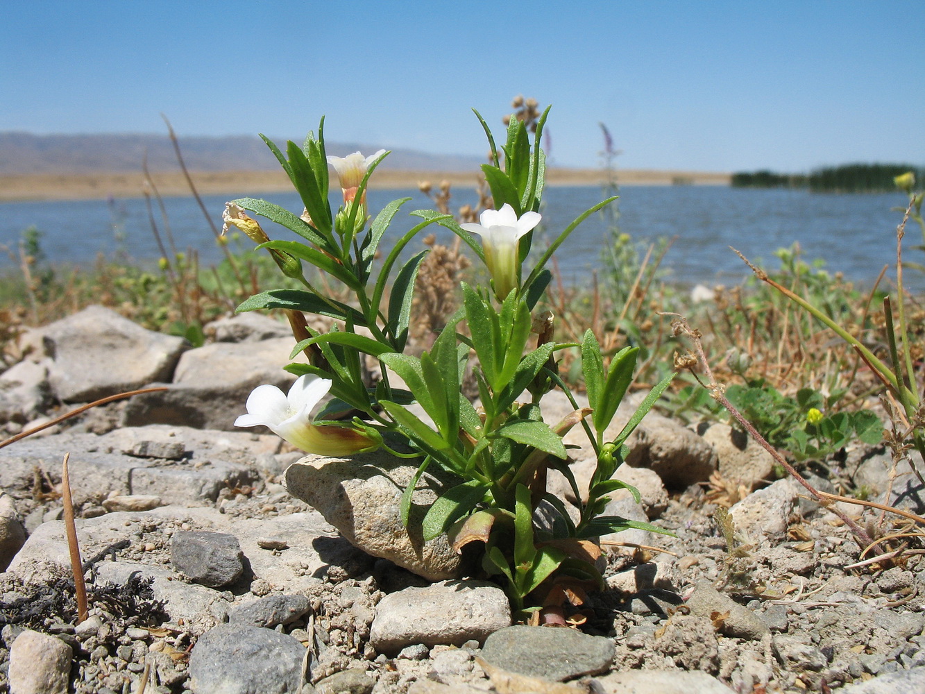 Image of Gratiola officinalis specimen.