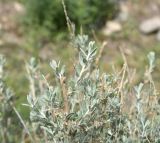 Krascheninnikovia ceratoides