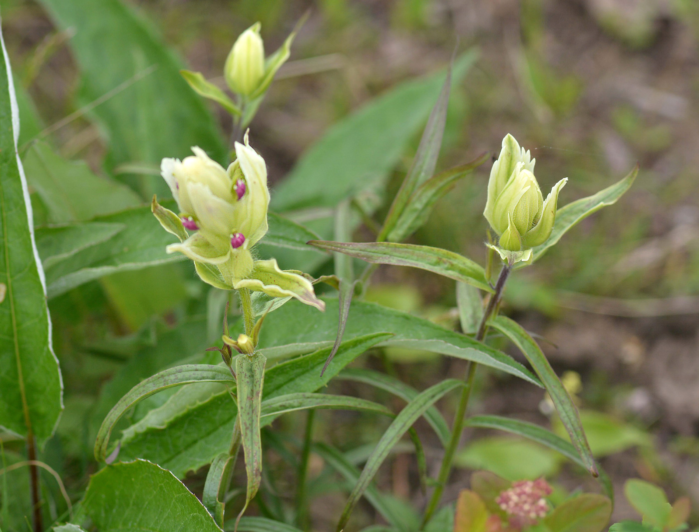 Image of Castilleja pallida specimen.