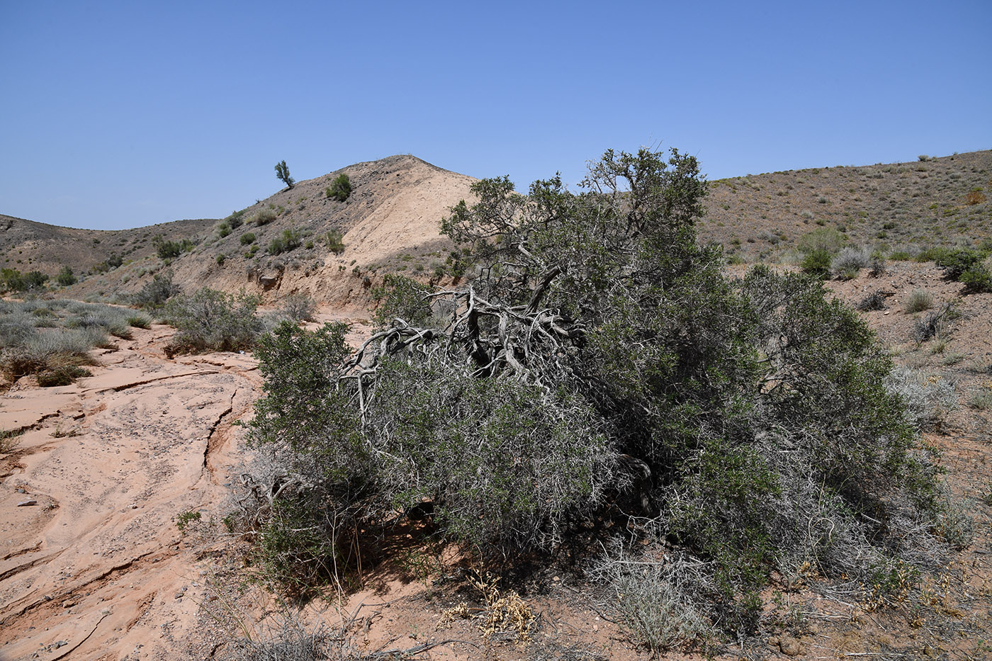 Изображение особи Atraphaxis virgata.