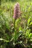 Orchis simia. Цветущее растение. Крым, Бахчисарайский р-н, гора Бакла. 6 мая 2008 г.