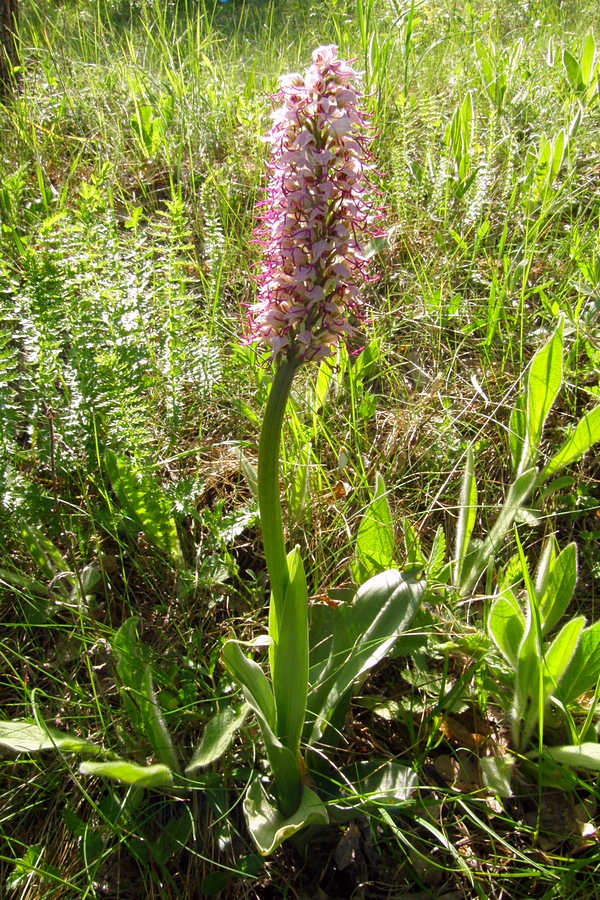 Image of Orchis simia specimen.