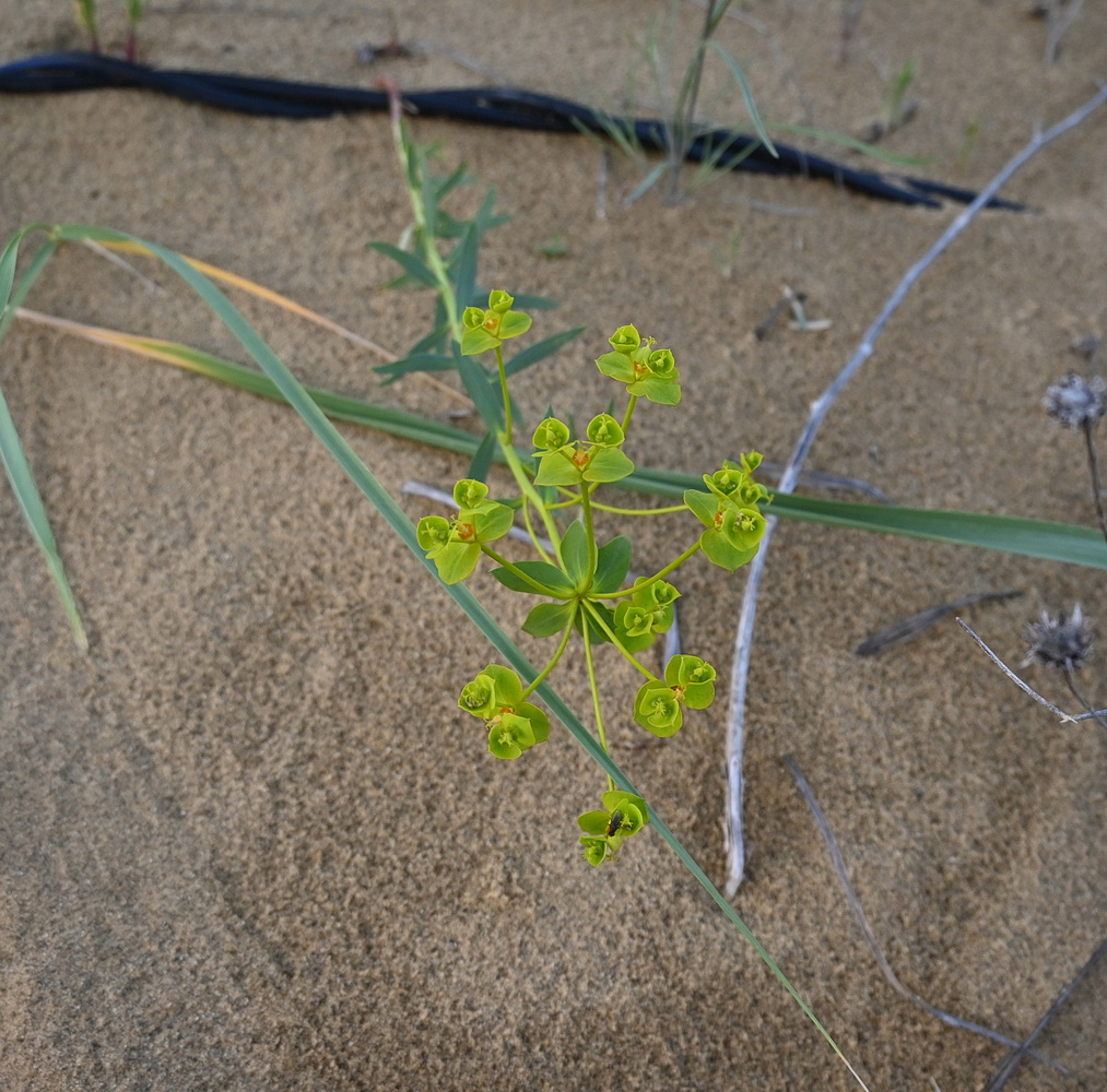 Image of Euphorbia seguieriana specimen.