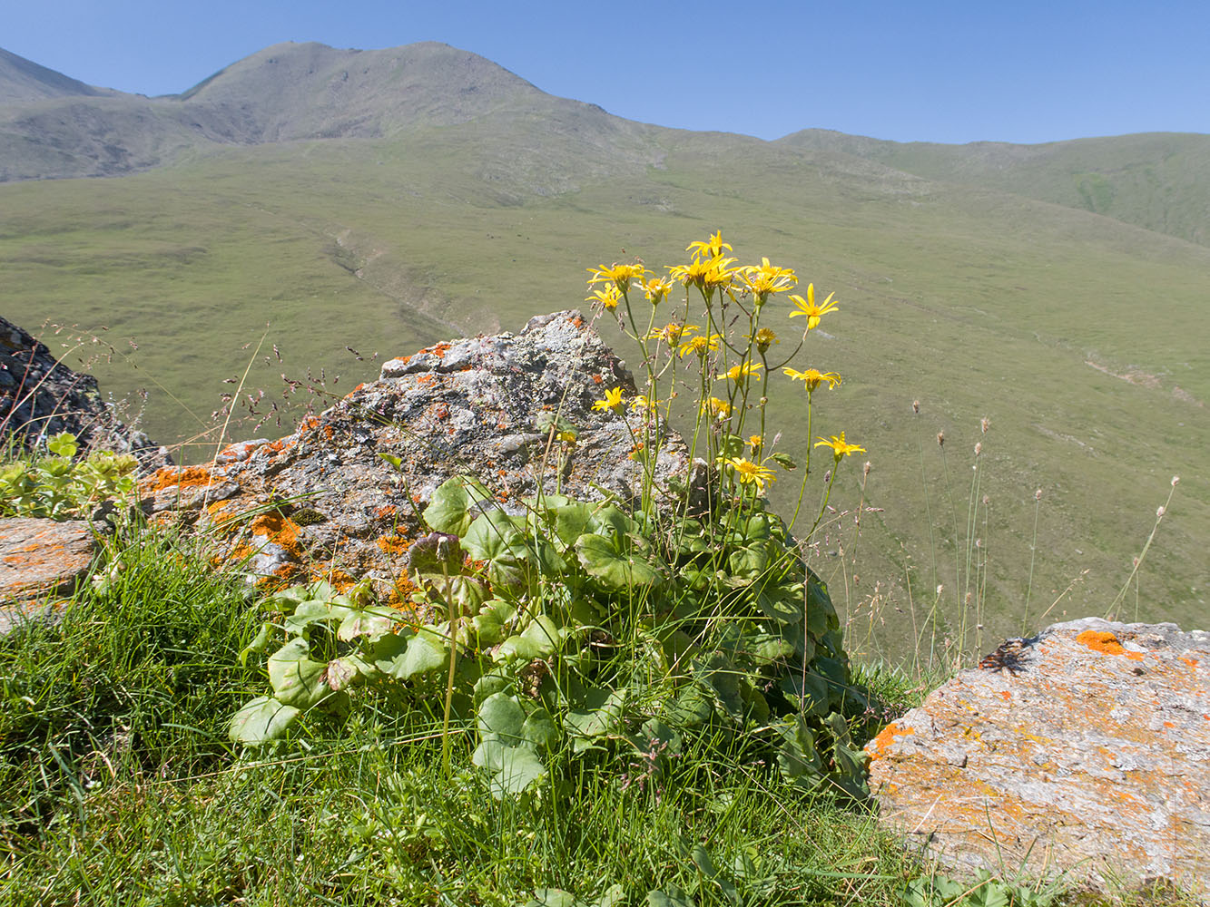 Image of Dolichorrhiza renifolia specimen.