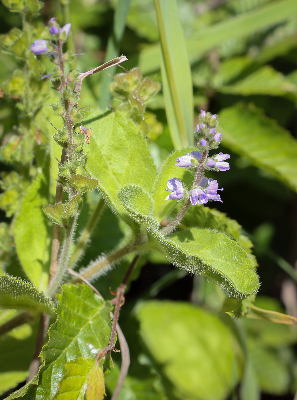 Изображение особи Veronica officinalis.