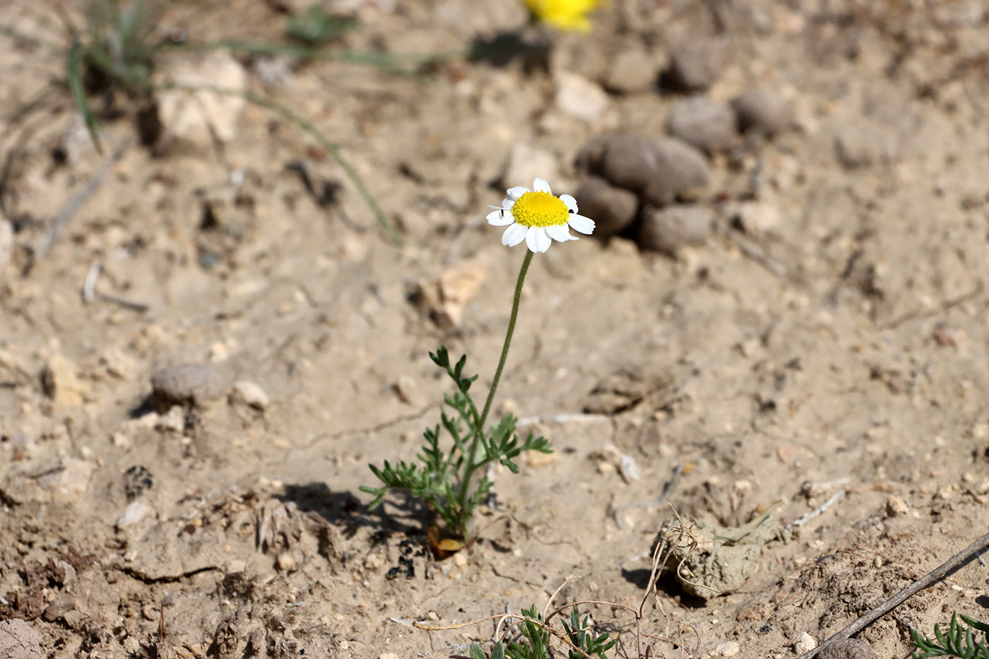 Image of Microcephala lamellata specimen.