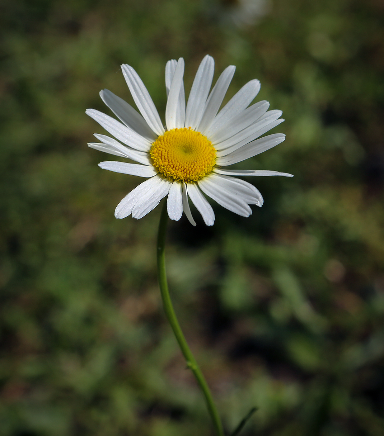 Image of Leucanthemum vulgare specimen.
