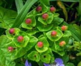 Euphorbia komaroviana. Верхушка растения с плодами. Приморский край, о-в Желтухина, приморский луг. 13.06.2016.