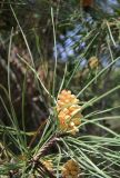 Pinus pinaster. Побег с микростробилами. Италия, Тоскана, Природный парк Маремма. 12.04.2011.