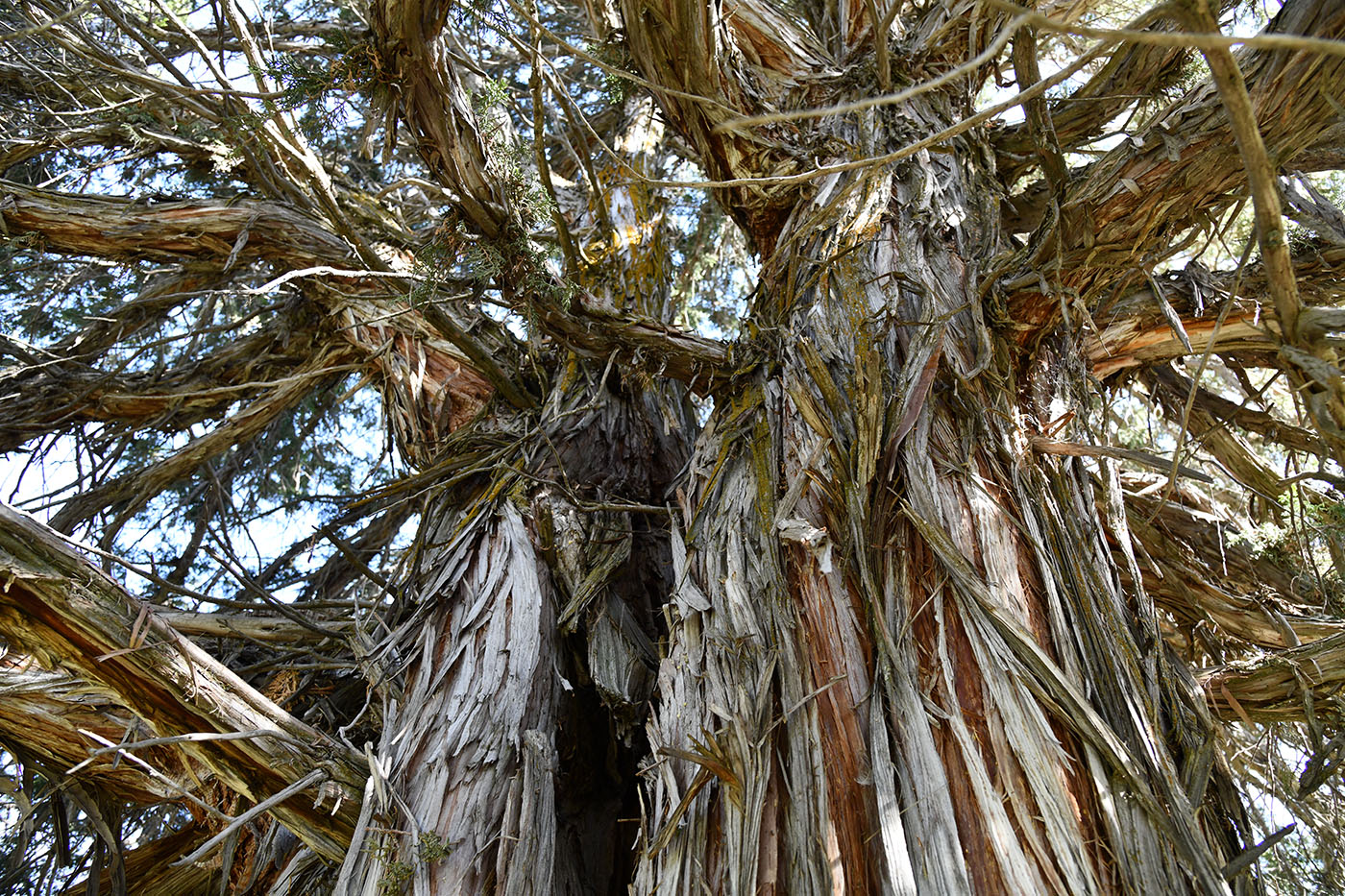 Image of Juniperus seravschanica specimen.