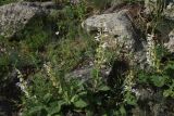 Salvia verbascifolia