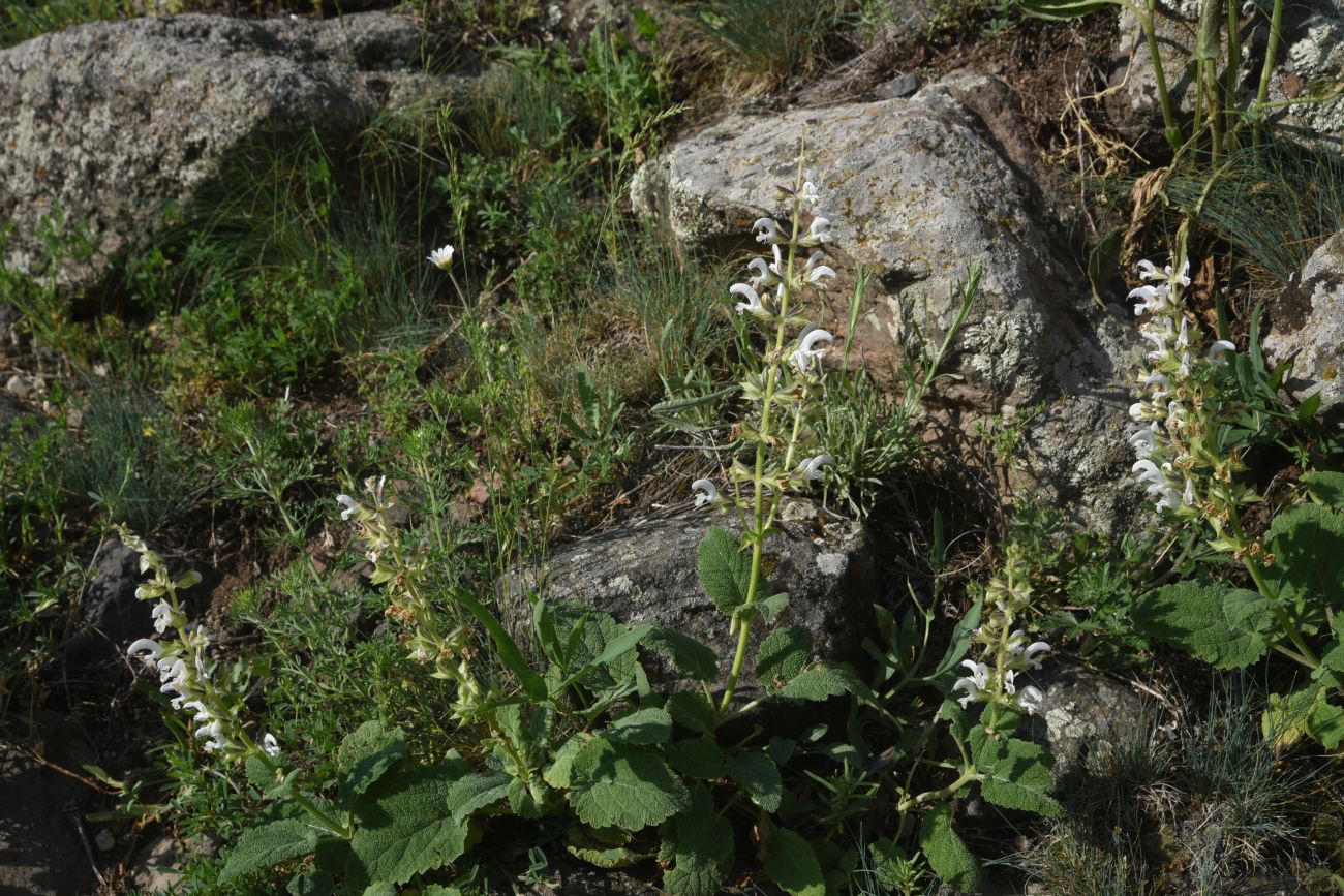 Image of Salvia verbascifolia specimen.