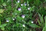 Viola tricolor. Цветущие растения. Московская обл., Павлово-Посадский ГО, г. Электрогорск, сквер, под сенью Betula pendula. 15.05.2026.