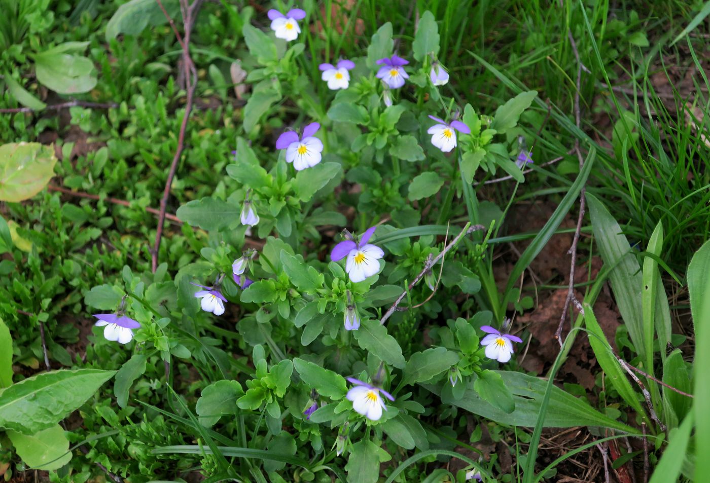 Изображение особи Viola tricolor.