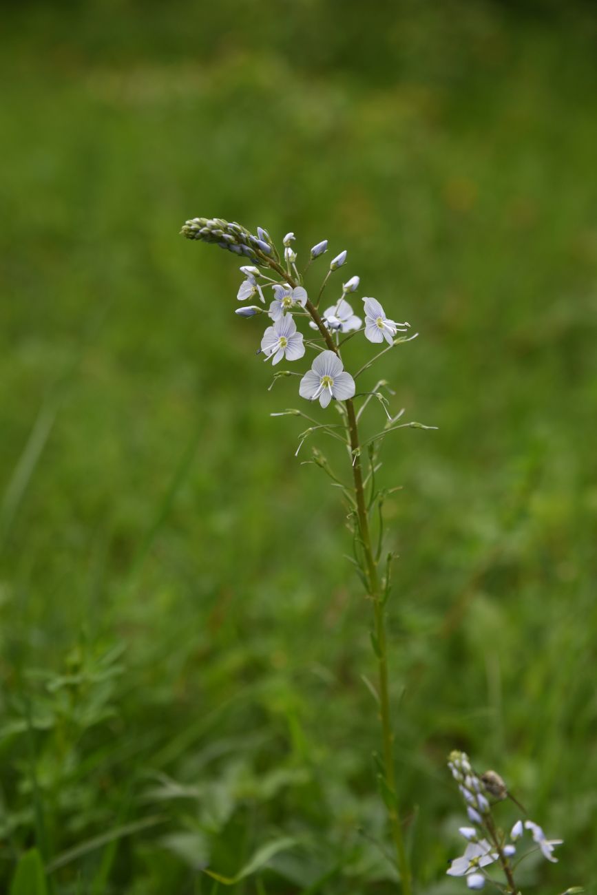 Image of Veronica gentianoides specimen.
