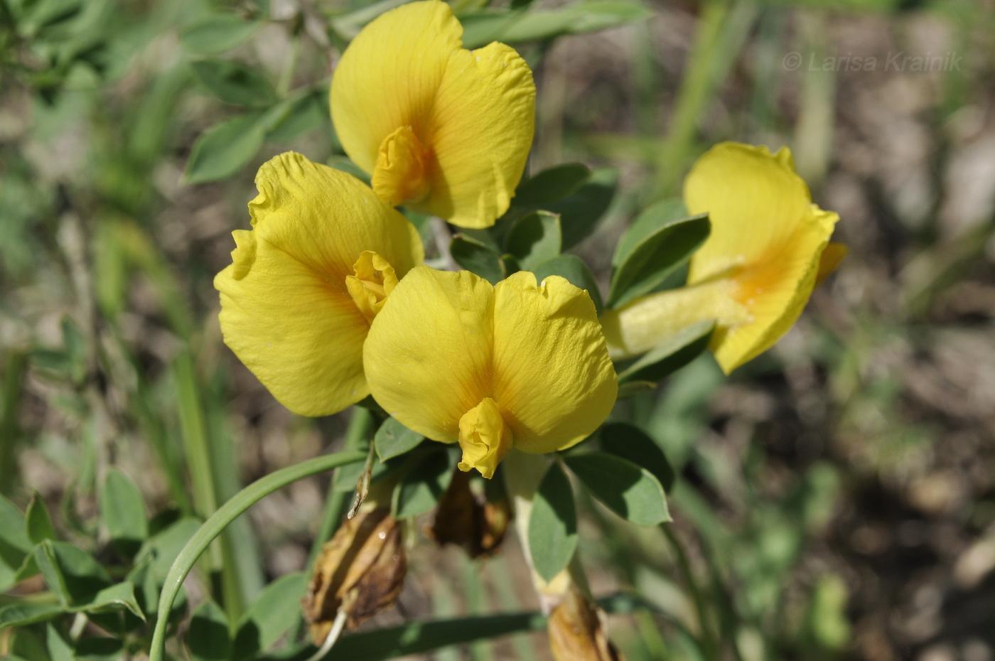 Image of genus Chamaecytisus specimen.