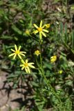 genus Senecio. Верхушка цветущего растения. Грузия, край Самцхе-Джавахети, окраина с. Тмогви, окр. южного берега оз. Цунда, горная степь. 8 июня 2026 г.