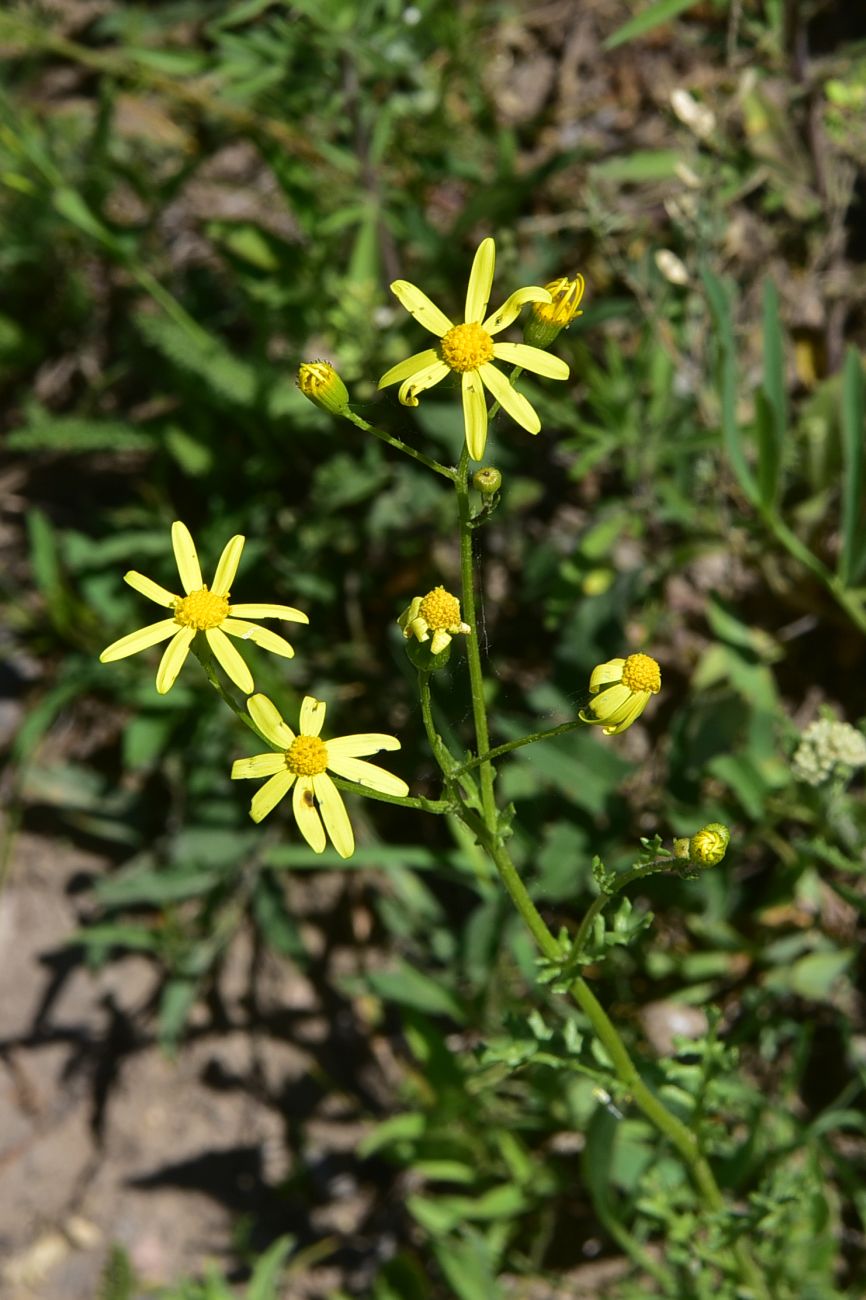 Изображение особи род Senecio.