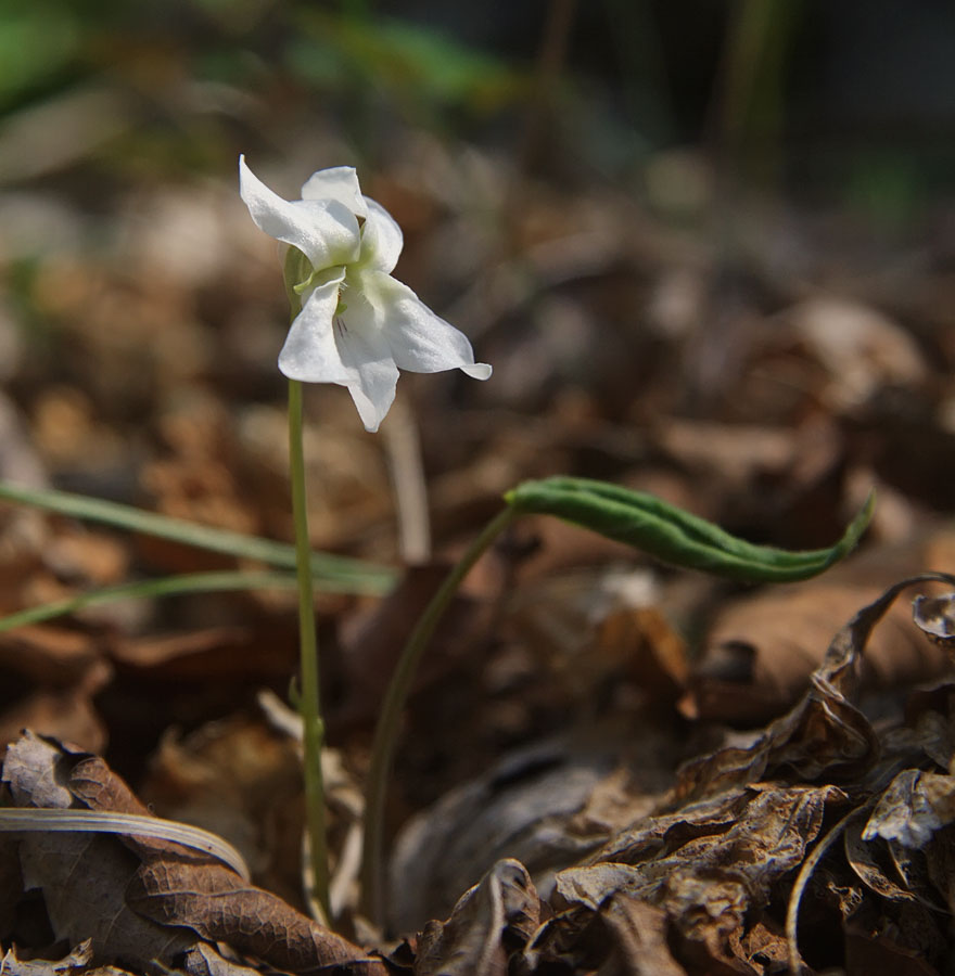 Image of Viola diamantiaca specimen.