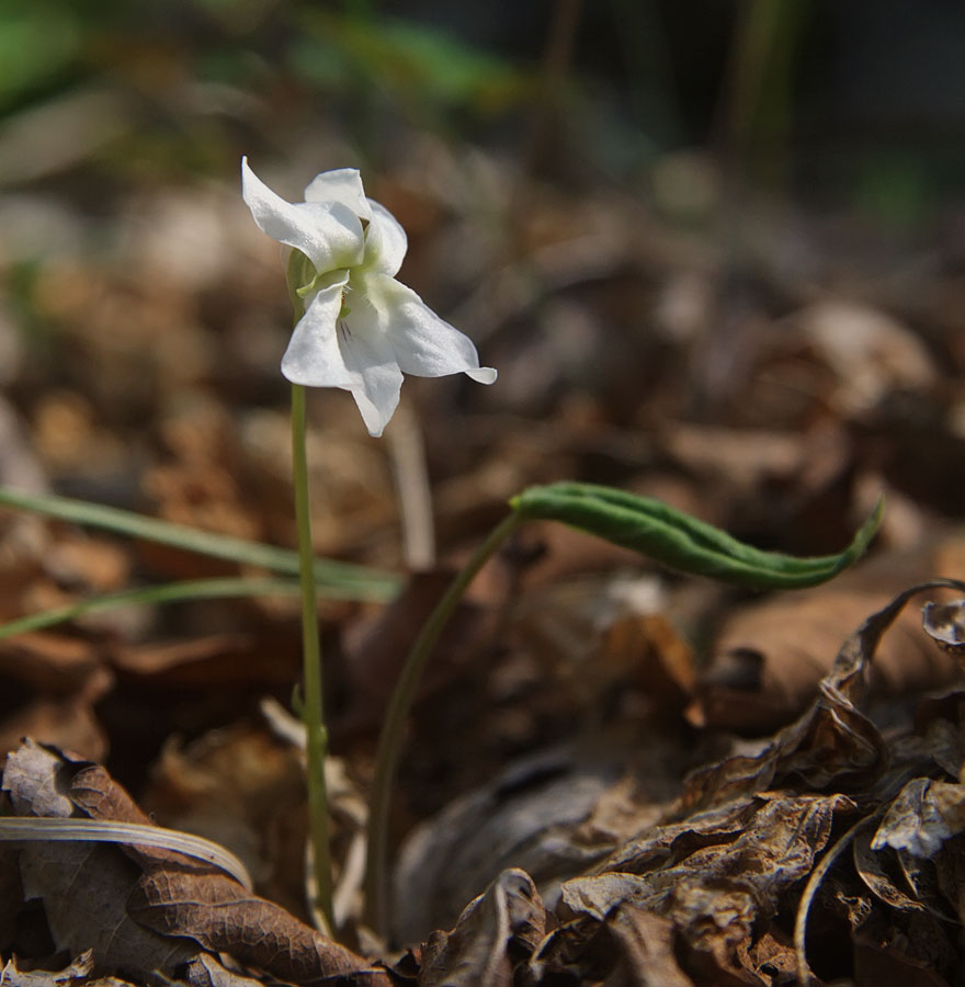 Изображение особи Viola diamantiaca.