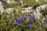 Popoviocodonia stenocarpa. Цветущие и плодоносящие растения. Хабаровский край, Нанайский р-н, хр. Сихотэ-Алинь, г. Тордоки-Янги, верхняя граница кедрового стланика, участок горной мохово-лишайниково-разнотравной тундры. На переднем крае побеги Cassiope ericoides (Pall) D_Donn и Ledum palustriforme Khokhr. et Maz. 22июля 2017 г.