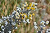 Otanthus maritimus