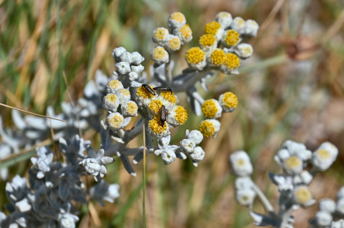 Image of Otanthus maritimus specimen.