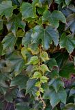 Parthenocissus tricuspidata. Верхушка побега. Португалия, о-в Мадейра, окр. г. Камаша, в культуре. 09.06.2026.