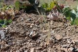 Aegilops triuncialis. Плодоносящее растение. Узбекистан, Джизакская обл., хр. Нуратау, окр. перевала Саурбель, каменисто-щебнистый склон, ок. 1050 м н.у.м. 13.05.2025.