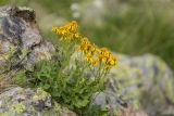 Senecio taraxacifolius. Цветущие растения. Карачаево-Черкесия, Карачаевский р-н, ущ. ручья Тырменлыкол, 2950 м н.у.м., каменистый альпийский луг. 08.08.2026.