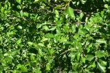 Alnus glutinosa. Ветви. Турция, ил Артвин, 500 м ниже храма Отхта по долине реки, заросли на берегу реки. 13 июня 2026 г.