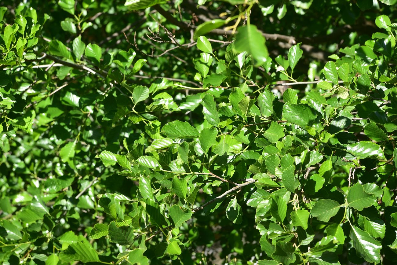 Изображение особи Alnus glutinosa.