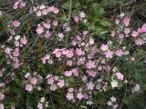 Androsace sajanensis