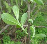 Salix cinerea. Стволик и молодые побеги. Ярославская обл., пос. Новый Некоуз, берег р. Ильд. 18.05.2011.