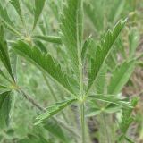 Potentilla recta ssp. pilosa