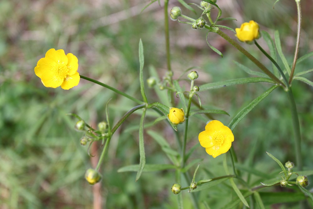 Изображение особи Ranunculus propinquus.